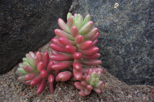 sedum rubrotinctum v. variegatum